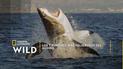 Los tiburones más peligrosos del mundo