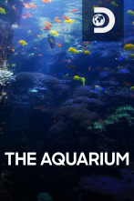 The Aquarium (T1)