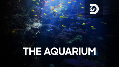 The Aquarium (T1)