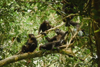 Mamíferos: En el bosque