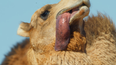 Mamíferos: En el calor