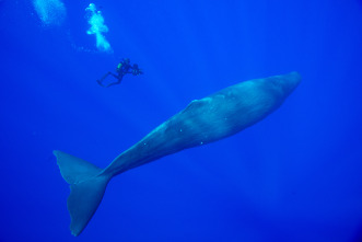 Imagen de Mamíferos: En el agua - 3