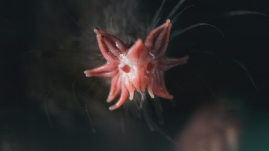 Imagen de Mamíferos: En el agua - 5