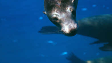 Mamíferos: En el agua