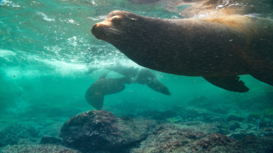 Mamíferos: En el agua