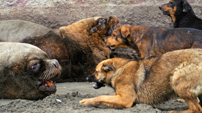 Mamíferos: En extinción