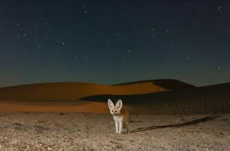 Mamíferos: En la noche