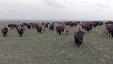 Las Montañas Rocosas:...: Bisontes