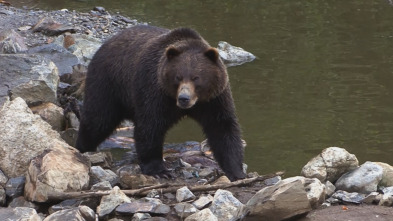 Las Montañas Rocosas:...: Osos grizzlies