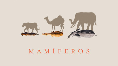 Imagen de Mamíferos - 2
