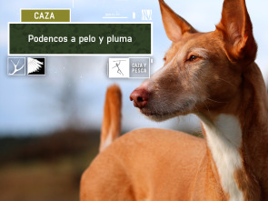 Imagen de Podencos a pelo y a pluma - 2
