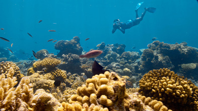 Barreras de coral en peligro