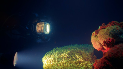 Barreras de coral en peligro