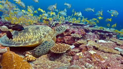 Barreras de coral en peligro