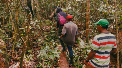 Perdidos en el Amazonas