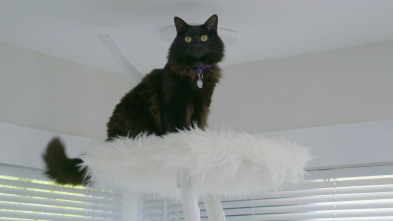 Imagen de Supercasas para... (T1): Castillo para gatos - 1
