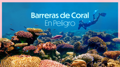 Barreras de coral en peligro