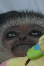 Imagen de Wild Frank al rescate: Ep.2 - 1