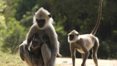 Imagen de Monkey City: La ira del dios mono - 2