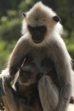 Imagen de Monkey City: La ira del dios mono - 1