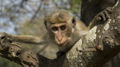 Imagen de Monkey City: El forastero - 2
