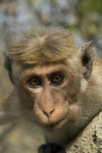 Imagen de Monkey City: El forastero - 1