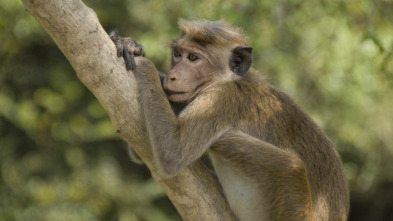 Imagen de Monkey City: Entre bastidores - 2