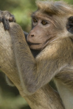 Imagen de Monkey City: Entre bastidores - 1