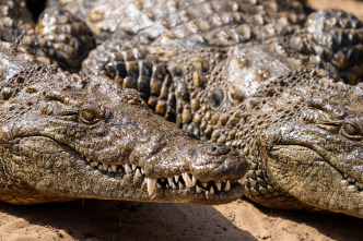 Hipopótamos y cocodrilos con Steve Backshall 