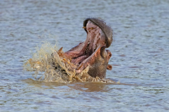 Imagen de Hipopótamos y cocodrilos con Steve Backshall  - 14