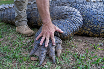 Imagen de Hipopótamos y...: Cocodrilos con Steve Backshall II - 6