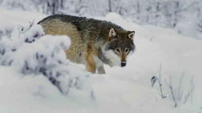 Imagen de Mi familia vive en Alaska (T4) - 6