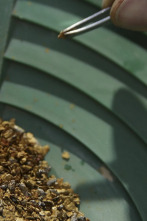 Imagen de La fiebre del oro (T8): Lingotes de oro y avemarías - 1