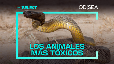 Los animales más tóxicos 