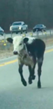 Imagen de ¡Pillados!: Ridiculización en la carretera - 1