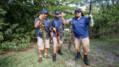 Dirty Jobs, Season 10: Cirujano de combate y cazador de iguanas