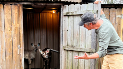 Dirty Jobs, Season 10: Recogida de orina de reno y necropsia