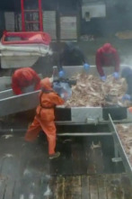 Imagen de Pesca radical: Contra viento y marea - 1