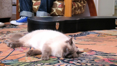 Imagen de El encantador de... (T3): ¡Mi gato se lo come todo! - 2