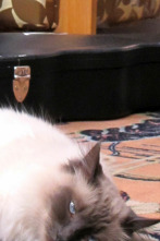 Imagen de El encantador de... (T3): ¡Mi gato se lo come todo! - 1