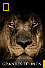 Imagen de Grandes Felinos  - 1