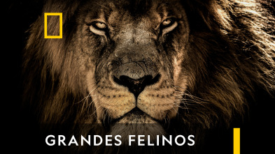 Grandes Felinos 