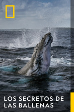 Los secretos de las ballenas 