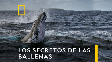 Los secretos de las ballenas 