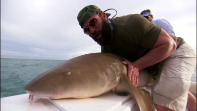 Imagen de Cuestión de agallas (T1): Obsesionado por los tiburones - 2