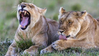 Grandes felinos, Season 1: Renacidos en Massai Mara