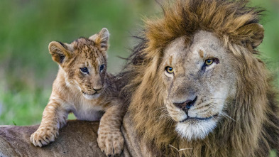 Imagen de Grandes felinos: Peligro en los arbustos - 2