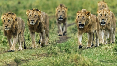 Imagen de Grandes felinos: Batalla en las planicies - 2