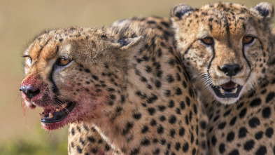 Imagen de Grandes felinos: Rostros en las sombras - 2