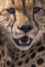 Imagen de Grandes felinos: Rostros en las sombras - 1